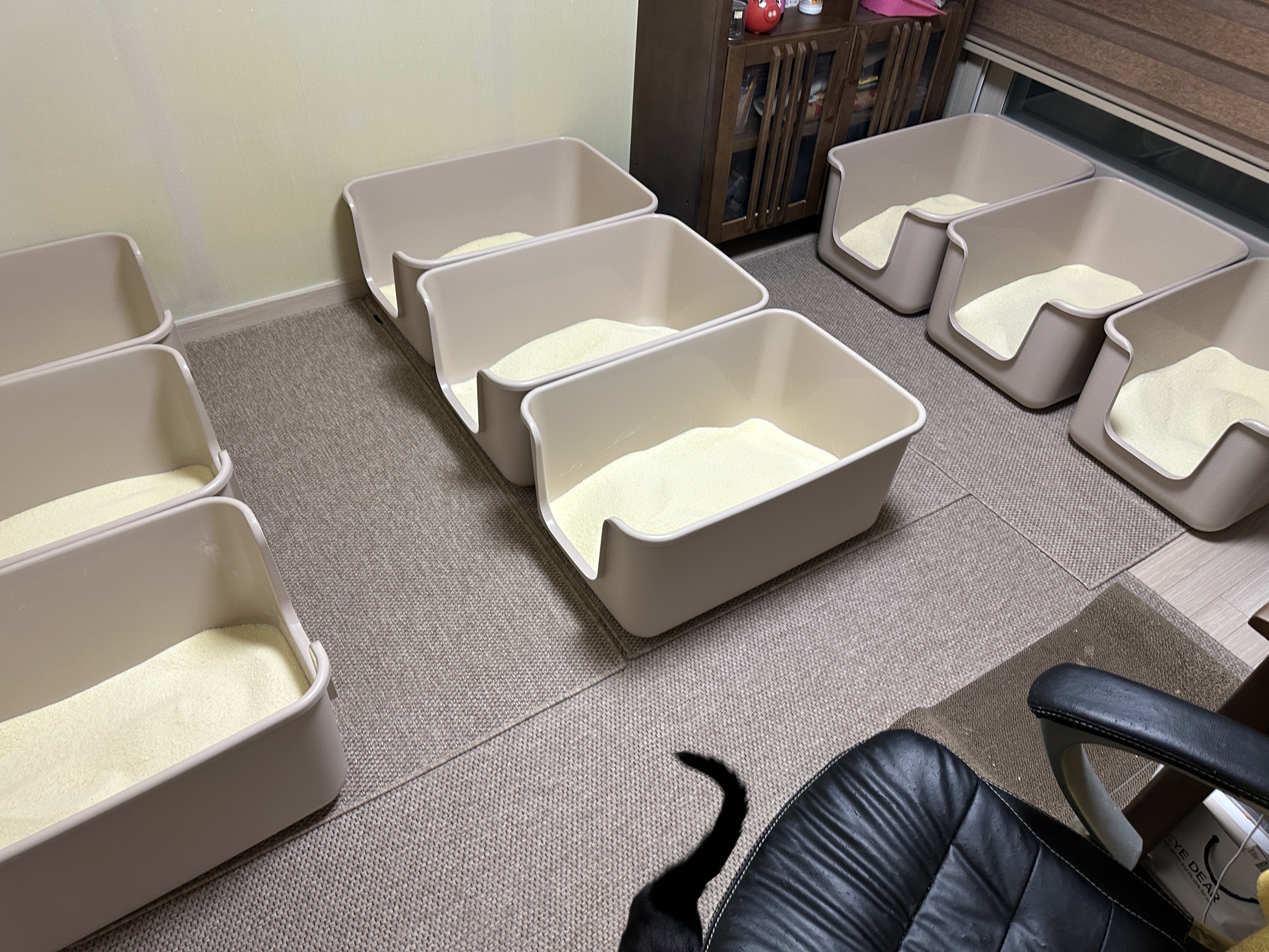 냥냥이들 화장실을 교체했다!(feat.화장실을 교체 해야 하는 이유)