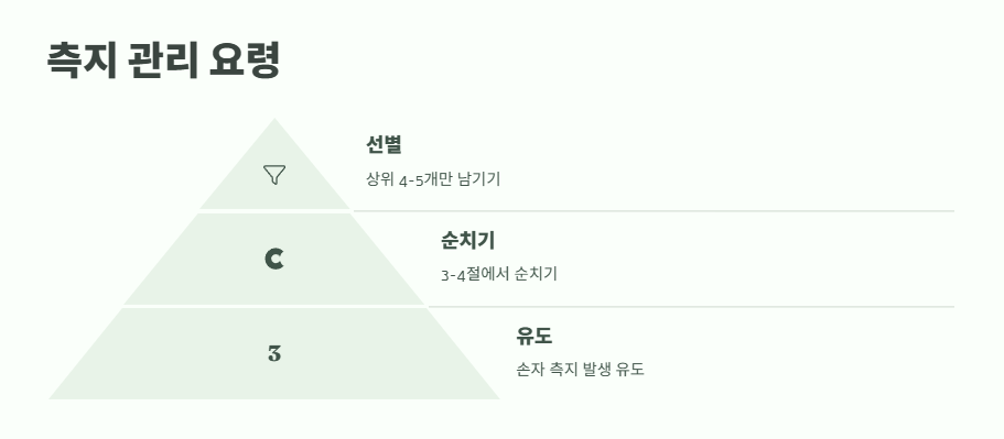 참외 순치기 방법 완벽 정리 7