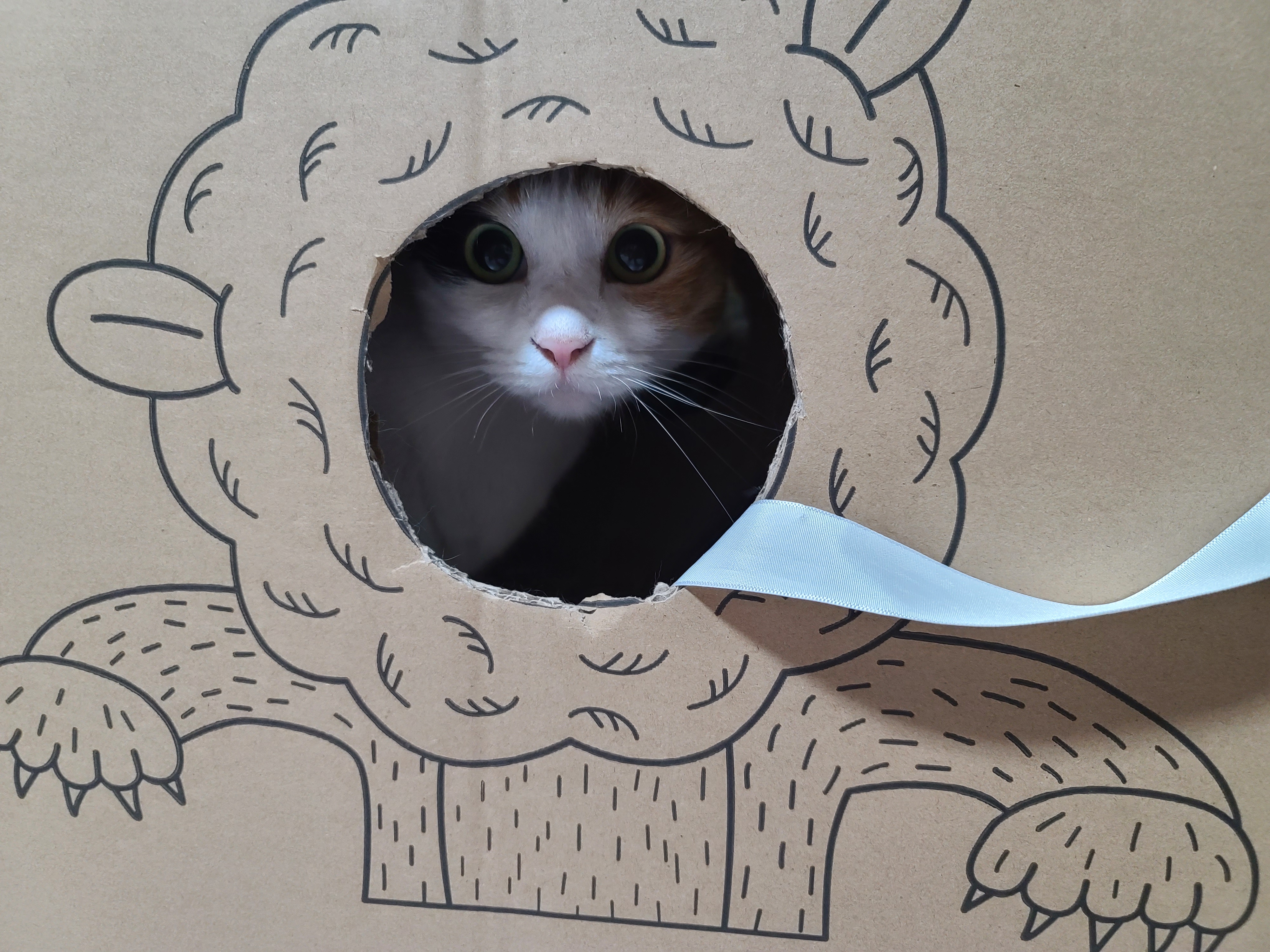 고양이들에게 귀여운 박스놀이터가 생겼다.(feat.가성비 좋은 고양이장난감)