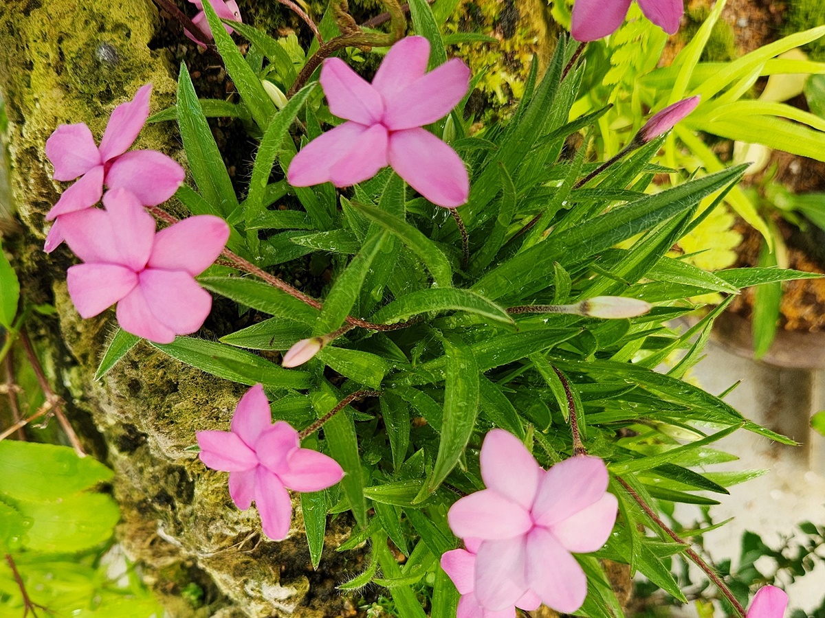 로도히폭시스(설난)