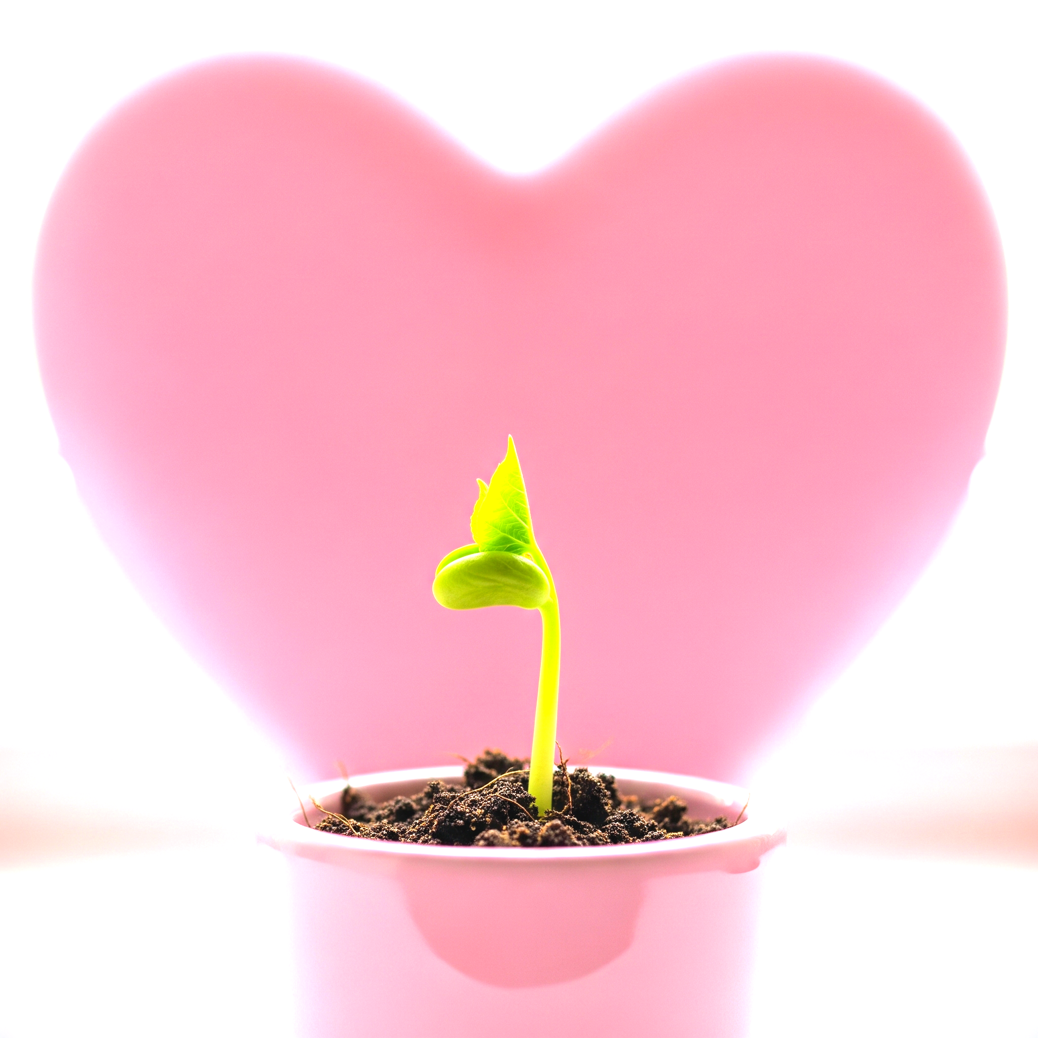 핑크 화분 속 새싹