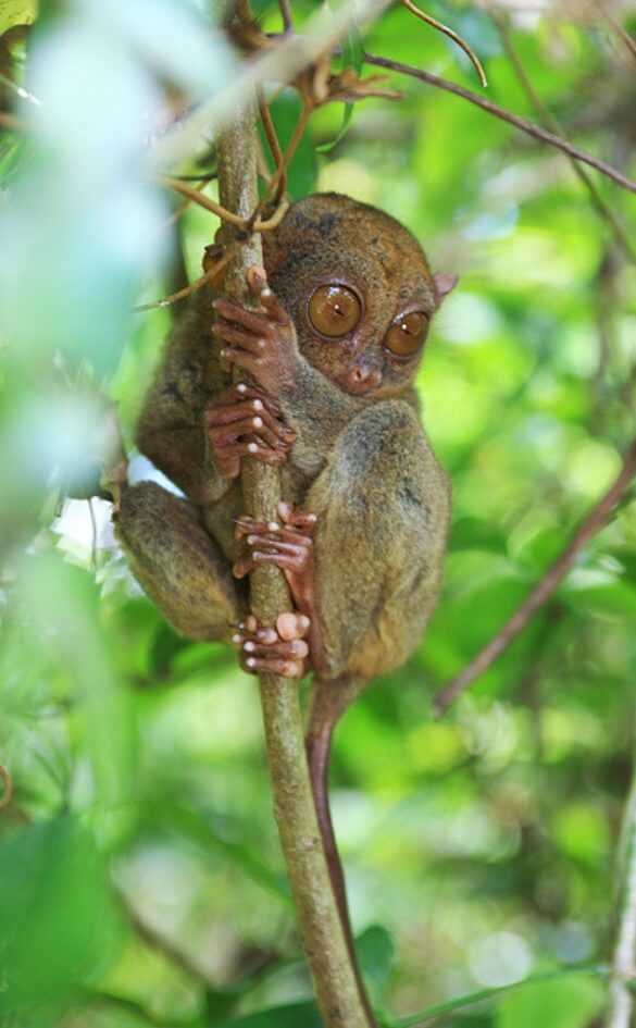 원숭이 두창 관련주