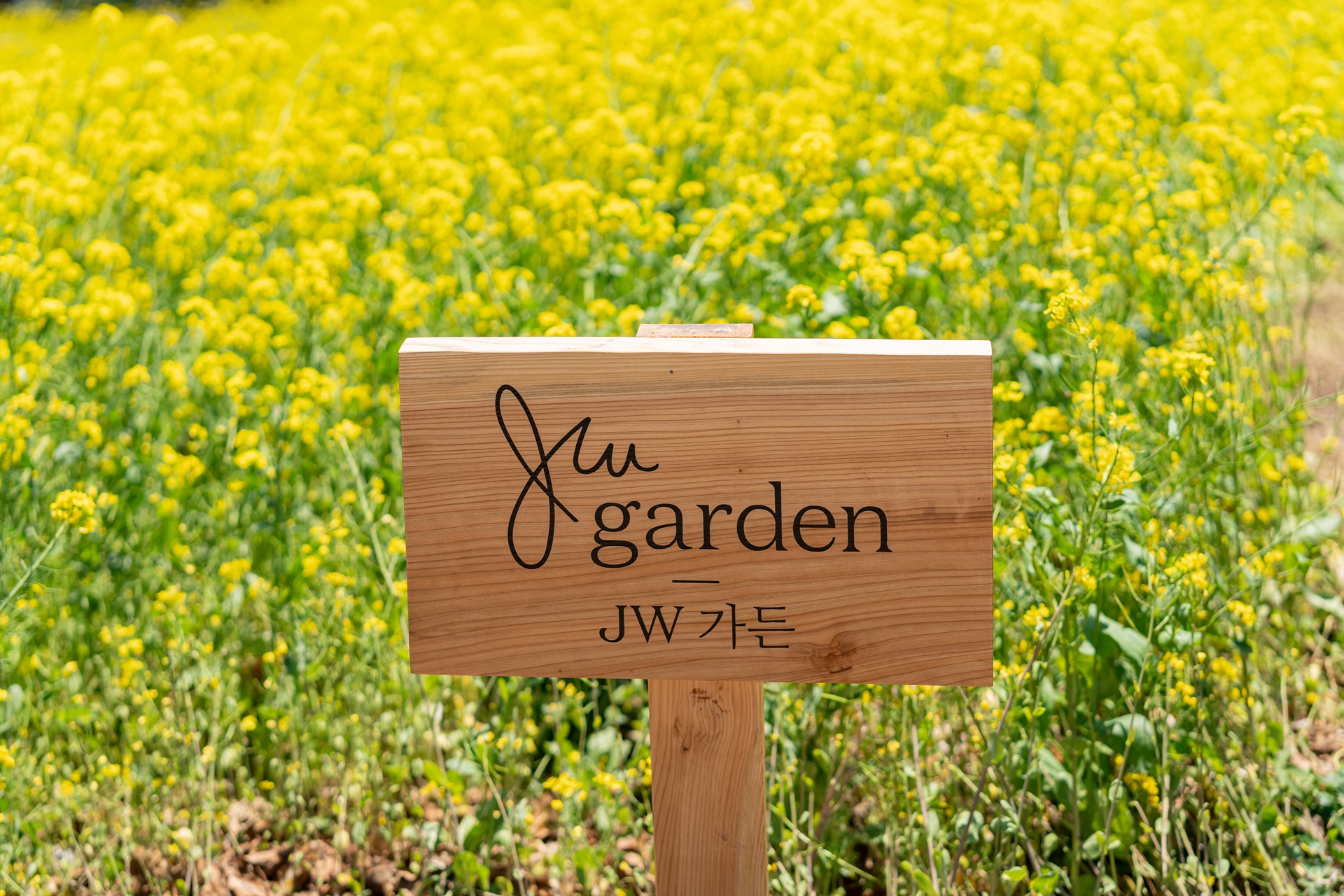 #JW가든 #JW메리어트제주 #댄싱두루미 #더플라잉호그 #아일랜드키친 #유채꽃 #제주사진 #제주여행 #제주유채꽃 #제주호텔