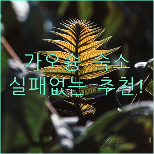 가오슝 숙소 예약 전 필수 체크 리스..