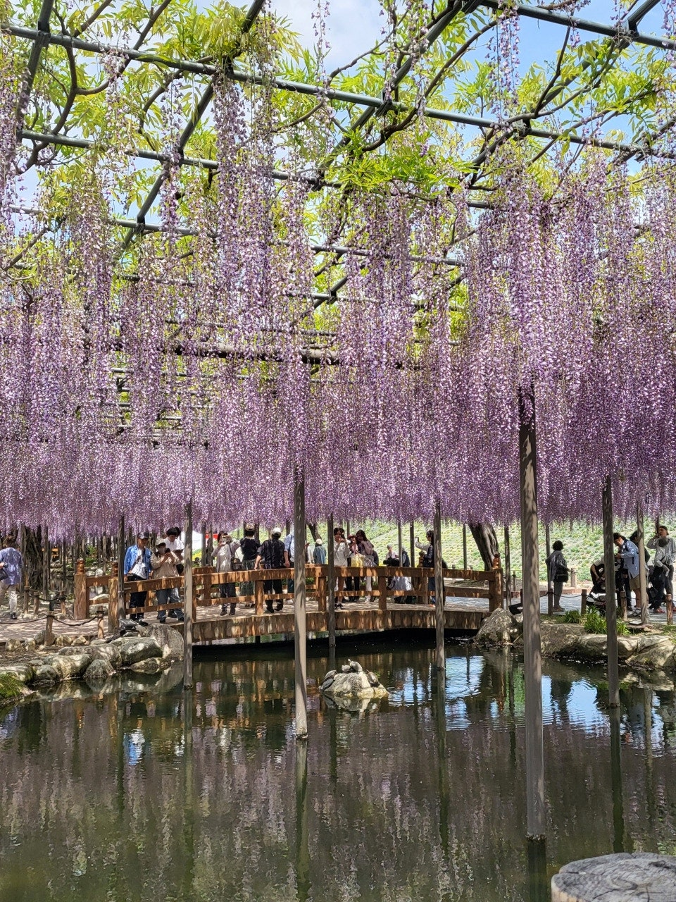 나고야역에서 쓰시마역 가는법,나고야역에서 츠시마역 가는법,후지마츠리,등나무축제,나고야 자유여행
,나고야근교여행,나고야소도시,나고야축제,일본축제