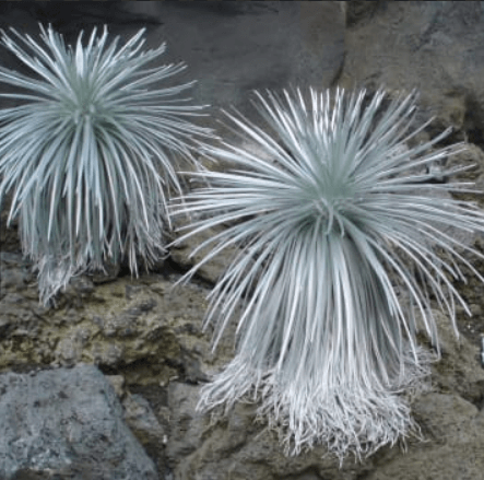 은사초 키우기 꽃 키우는 방법(고슴도치 풀)