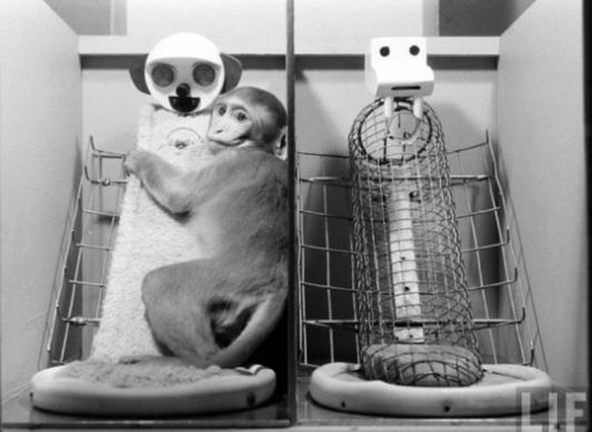 원숭이,행동주의,감정적 유대,따뜻한 접촉,먹이,철사,헝겊,공포,사랑