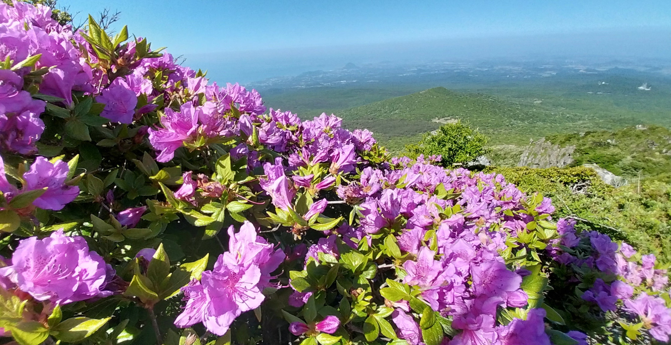 한라산 윗세오름 철쭉꽃