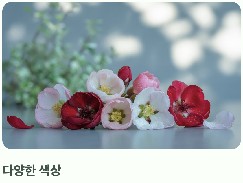 아가씨의 볼을 닮은 꽃, 산당화