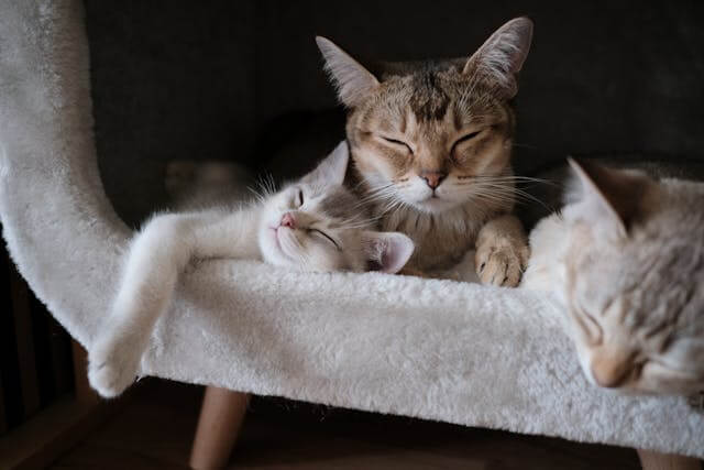 고양이 꿈 해몽&amp;#44; 행운과 불안을 읽는 신비한 해석