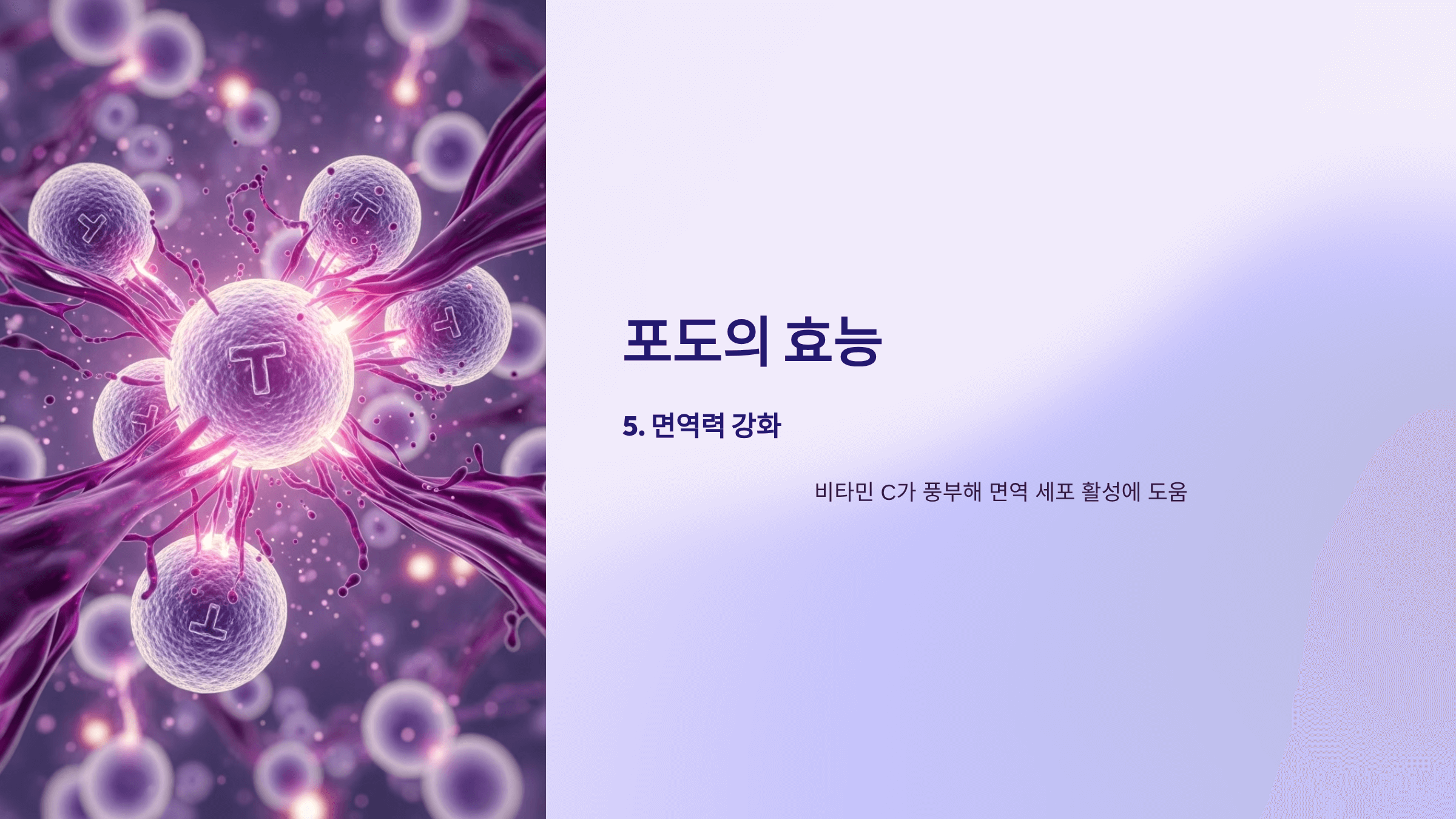 포도 사진입니다.