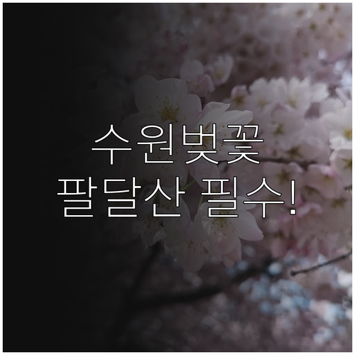 2026년 수원 벚꽃 개화 시기 및 ..