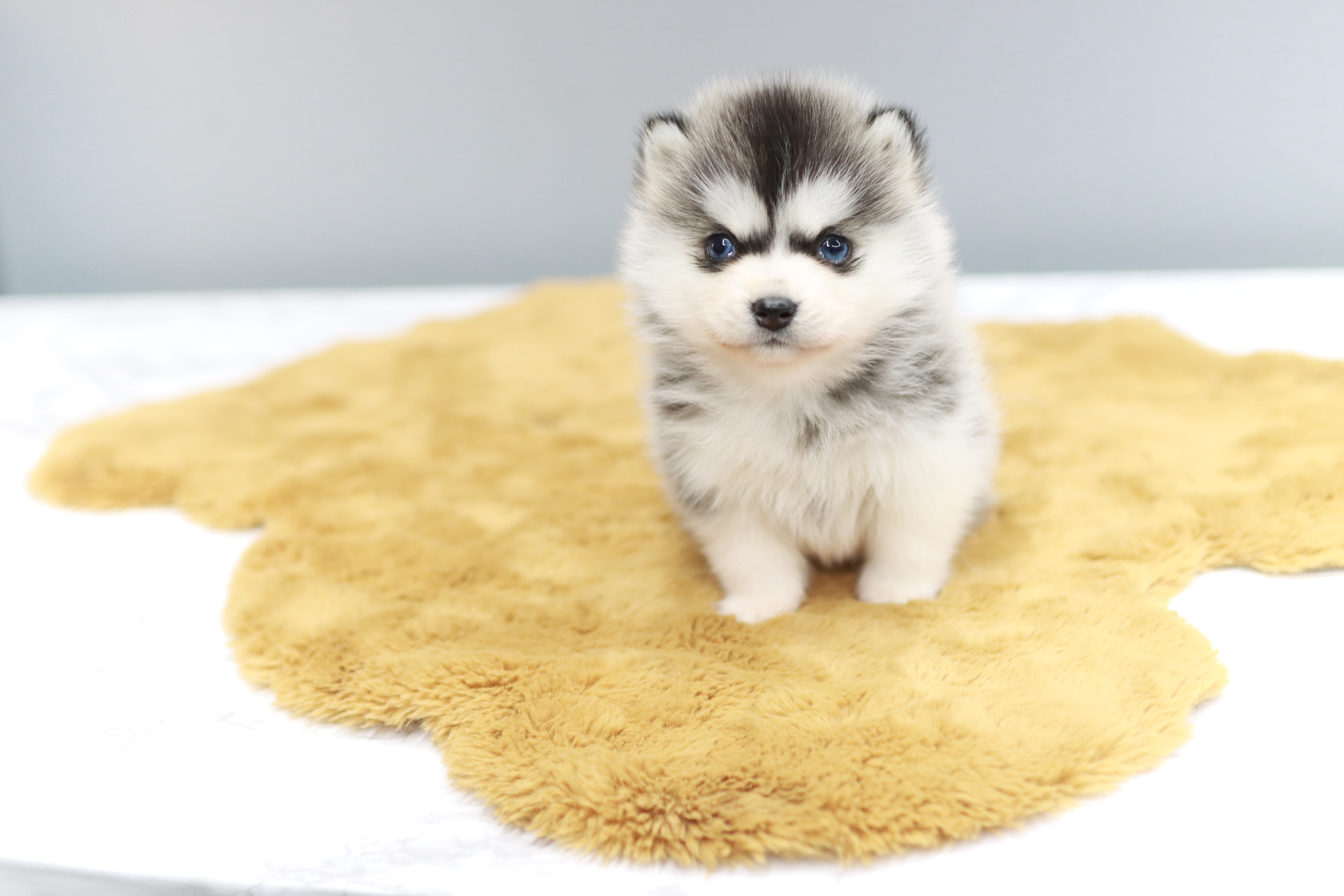 폼스키분양전문