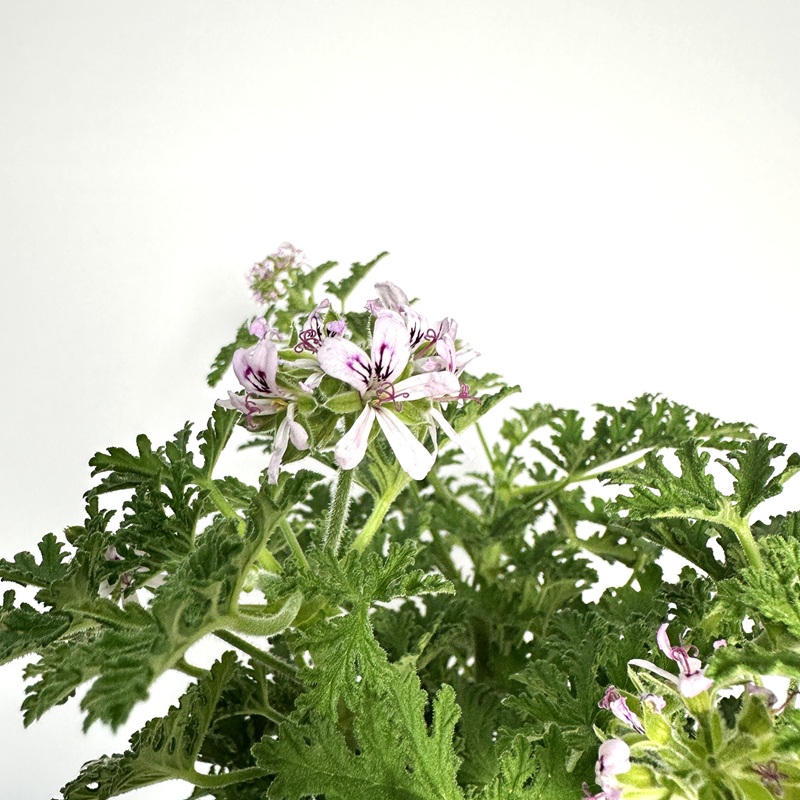 로즈 제라늄 구문초 키우기 물주기