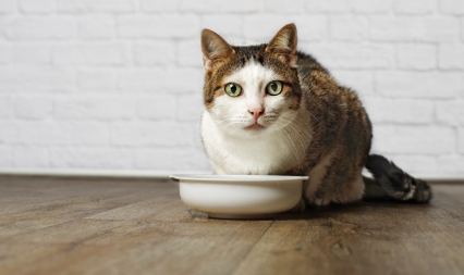 먹이 접시와 고양이.