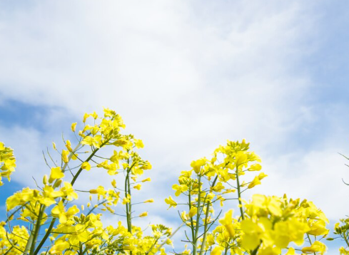 부산 봄꽃 축제 일정 벚꽃 명소 교통편 개화시기