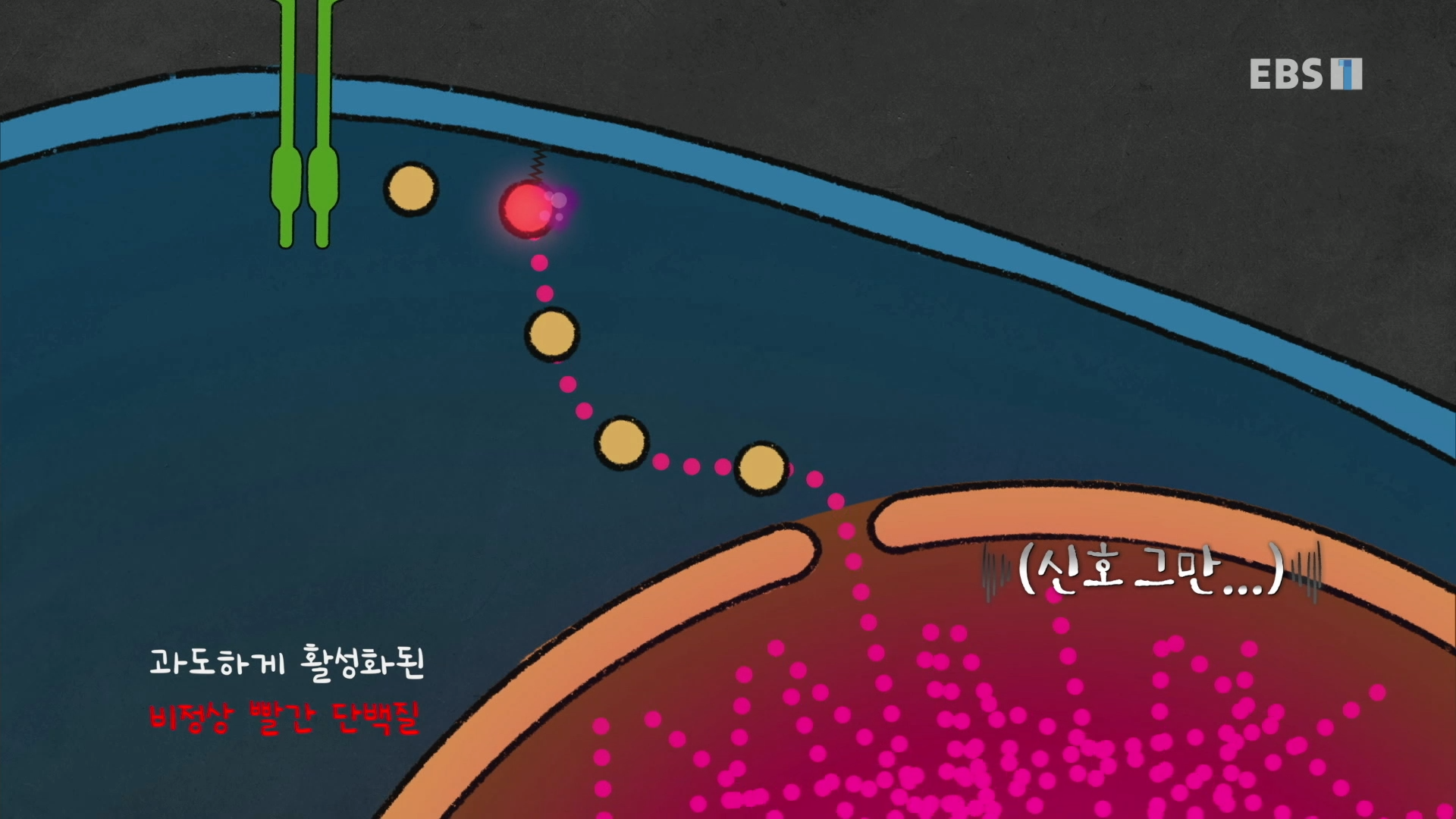 망가진 신호 전달 경로 모형