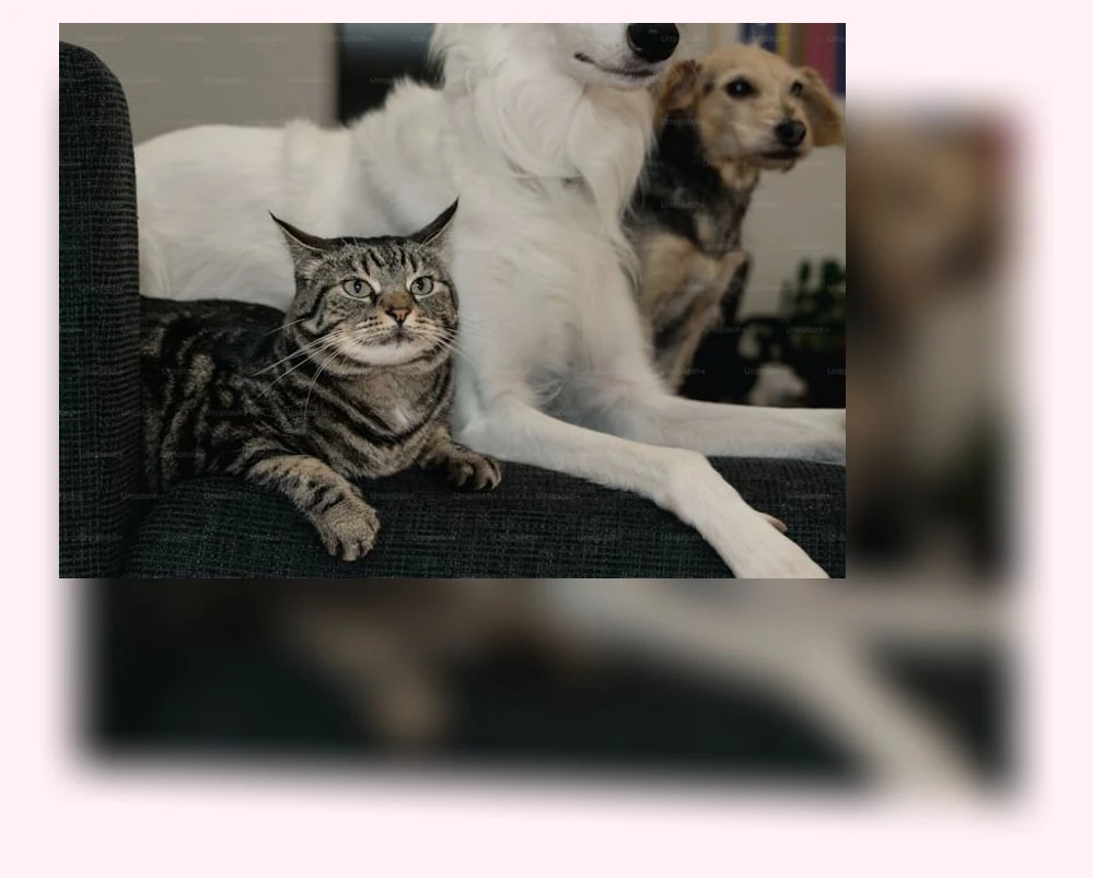 반려동물 합사_1_subsection