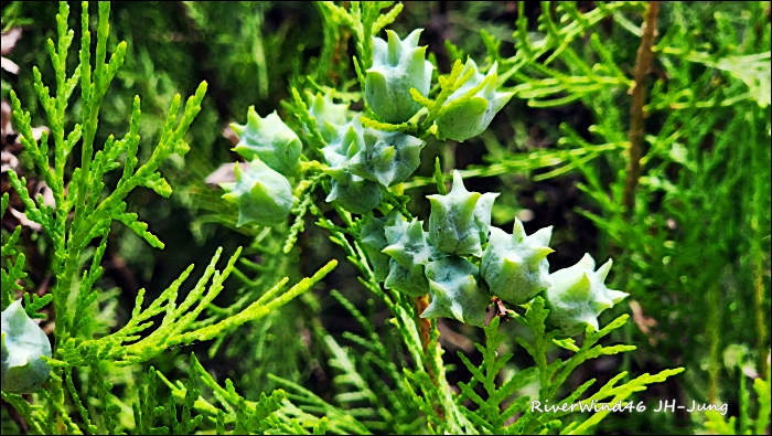 측백나무 열매(柏子仁)