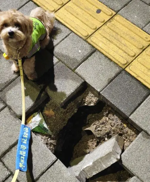 2024년 서울 반려견 순찰대 종료! 2025년 모집은 언제부터? [댕댕이&amp;#44; 강아지]