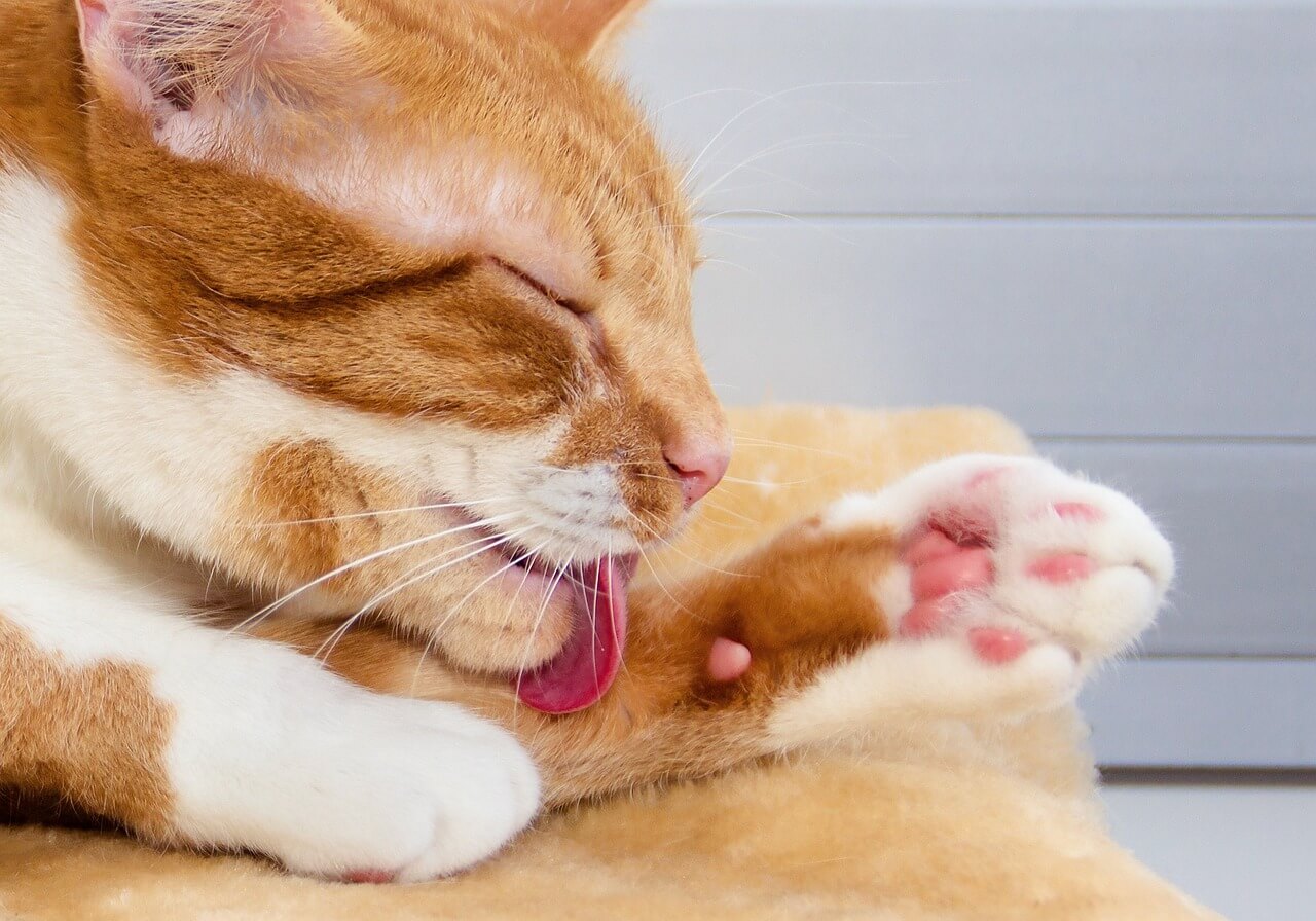 고양이 목욕시키는 방법&amp;#44; 횟수