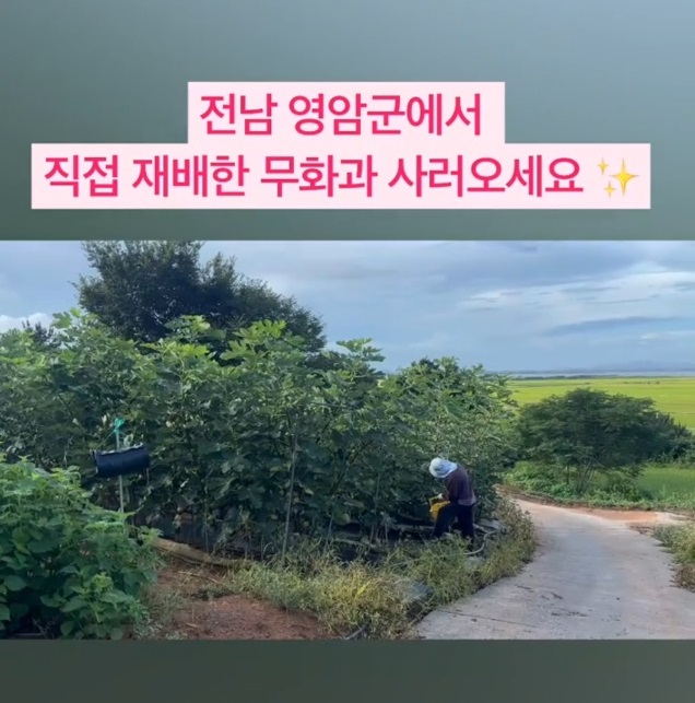 영암-재래종-무화과-천안기