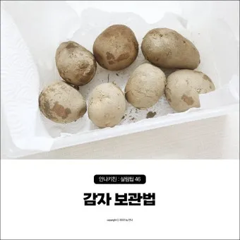 감자 보관법과 오래 신선하게 두는 꿀팁_12