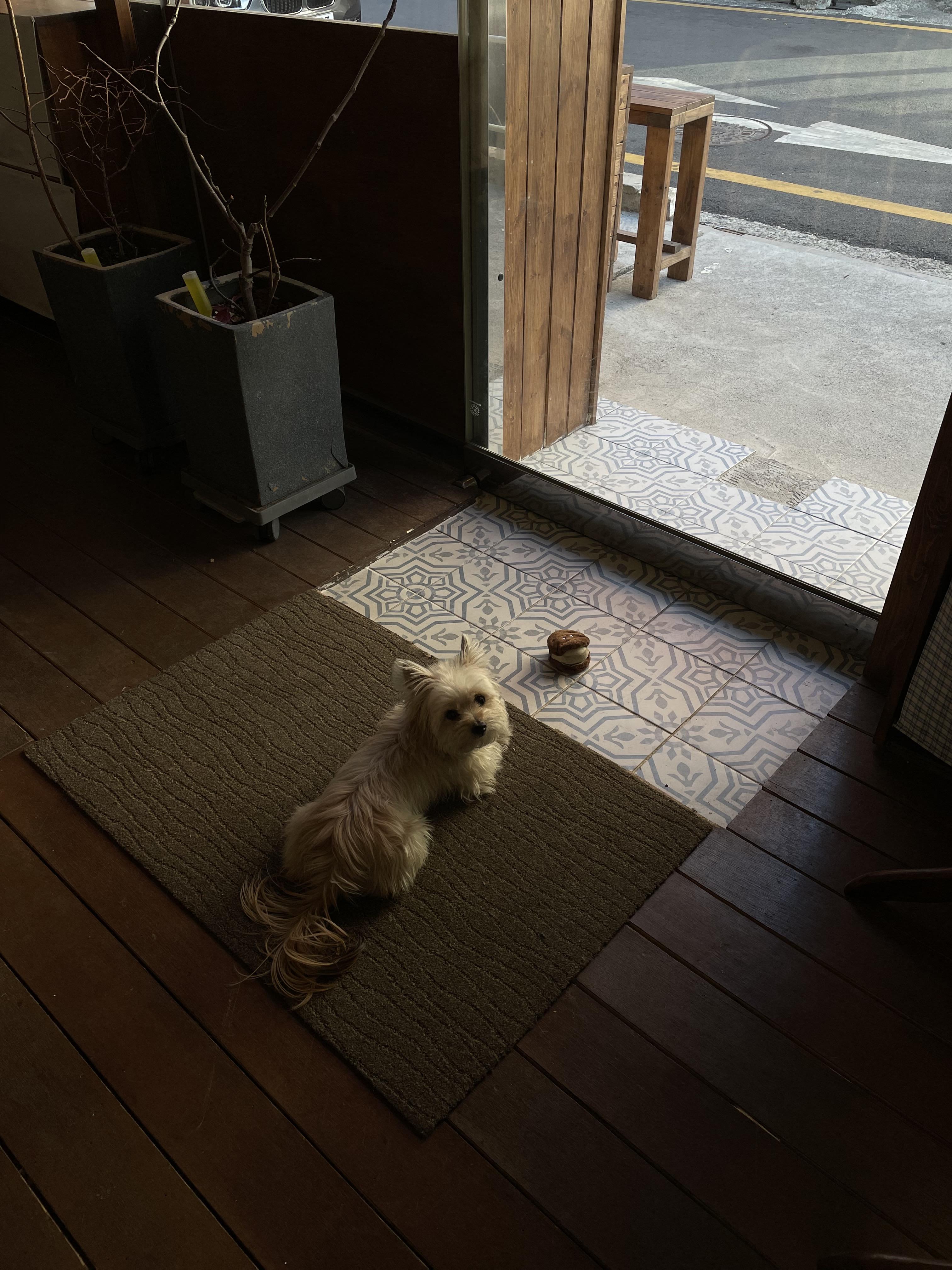 울산 애견동반 카페 퍼지네과자점