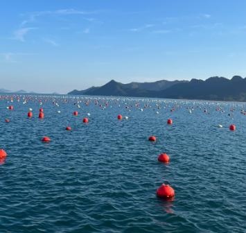 쪼이수산 가리비