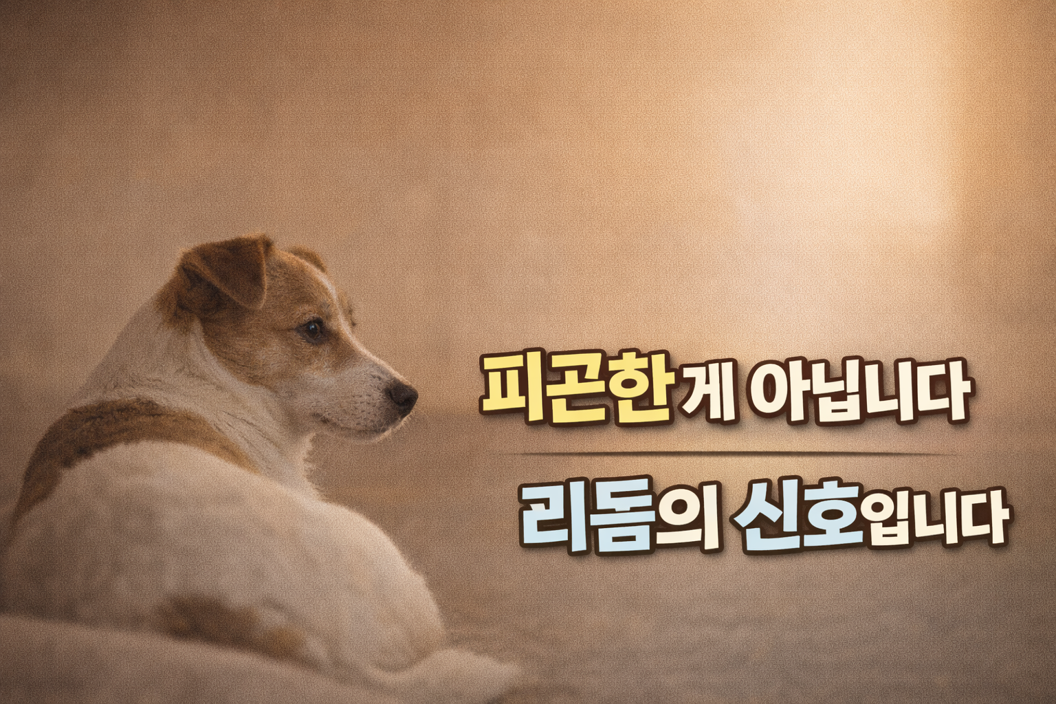 강아지가 특정 시간대에만 조용해지는 이유 / 피곤해서가 아니라, 리듬과 신호의 문제일 수 있습니다