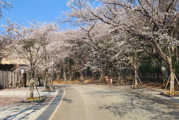 전주 벚꽃 명소 베스트 10