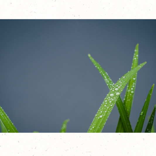 초가을 아침 이슬 풍경