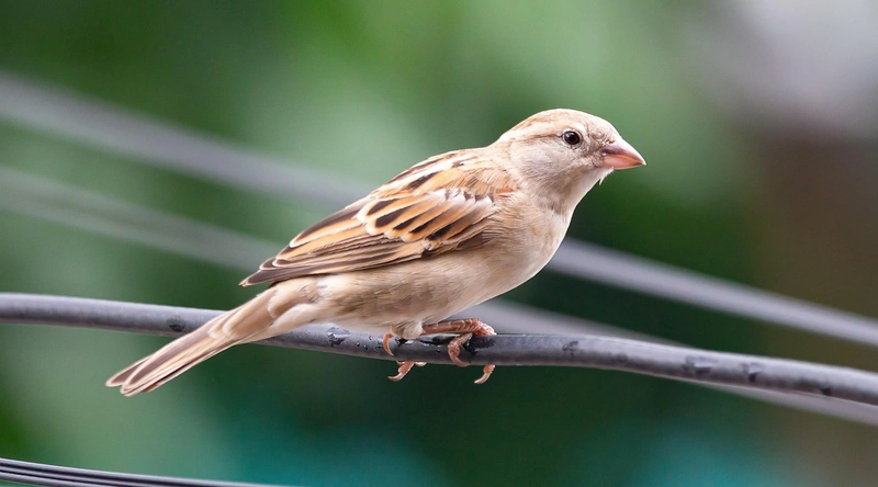 전선 시공 방법 3: 매립 방식