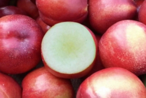 신비복숭아 구매 팁