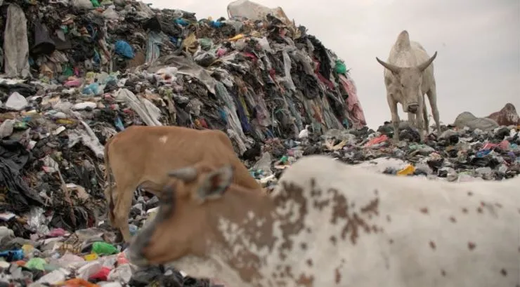 가나의 폐의류 쓰레기 산에서 가축이 풀 대신 옷을 먹고 있다 (출처: KBS 「환경스페셜2: 옷을 위한 지구는 없다」)