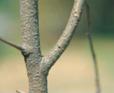 밤나무둥근깍지벌레