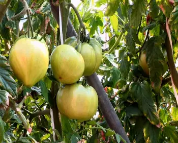 대저토마토축제_25