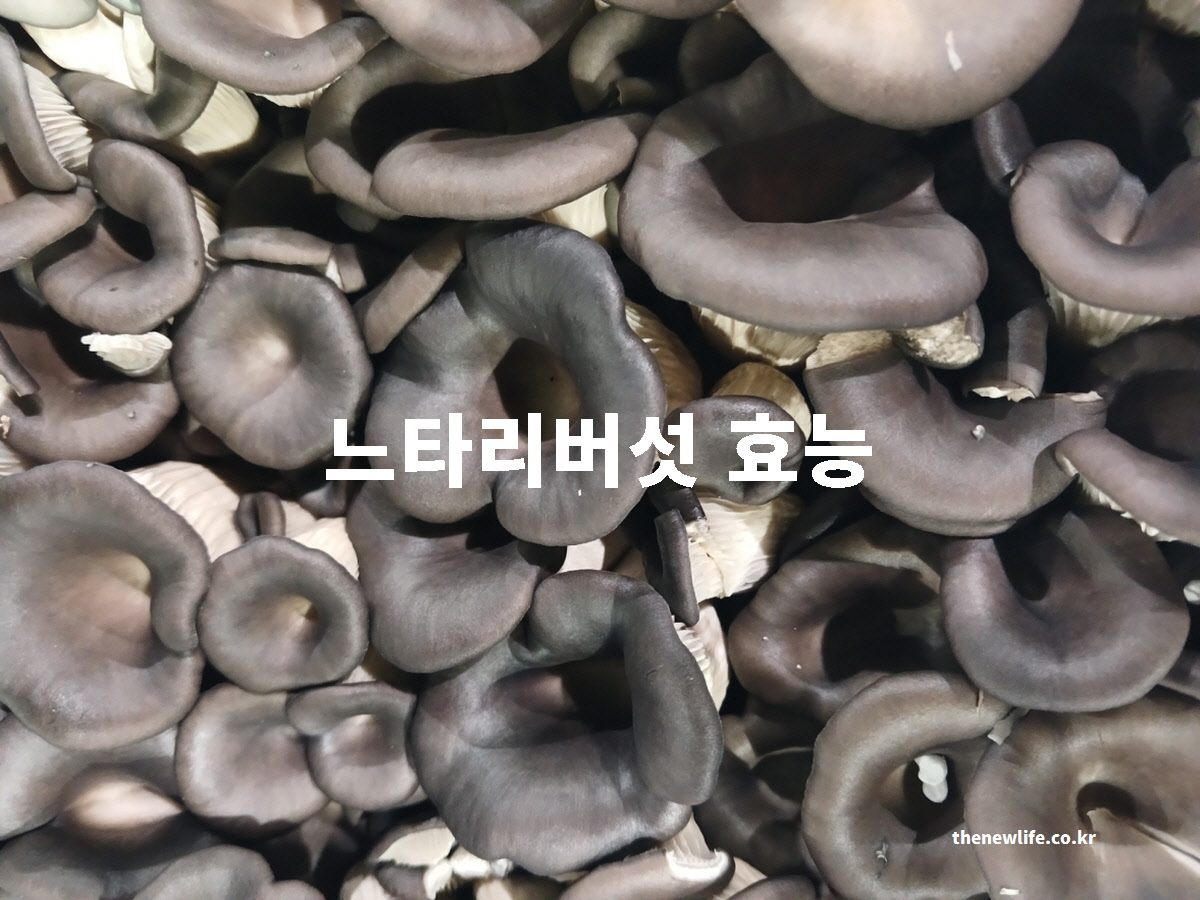 느타리버섯 효능을 설명하기 위한 신선한 느타리버섯 실물 사진
