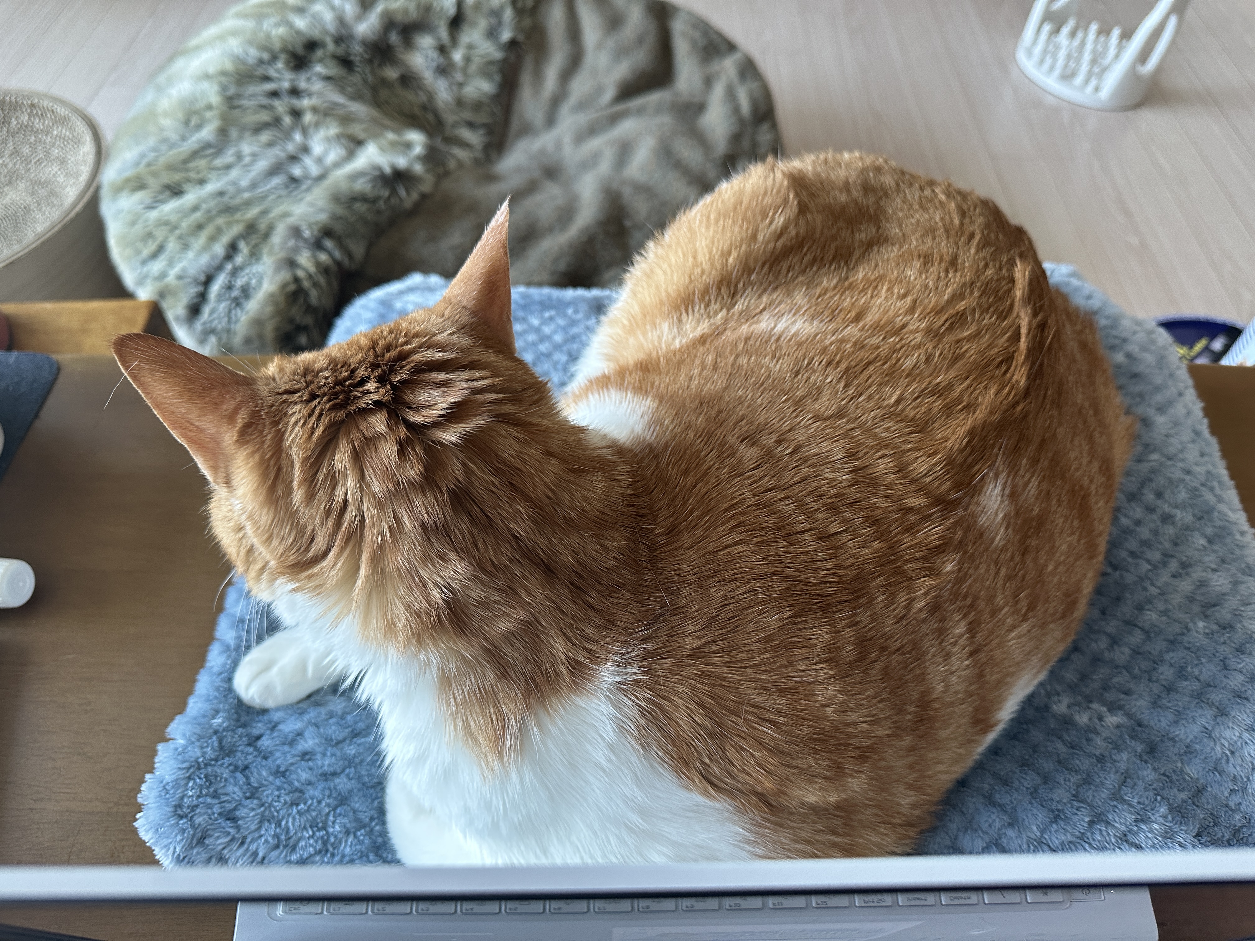 결국 막둥이 지정석을 만들어줬다 (feat. 냥냥이들 행동교정시 포인트는 평온한마음)