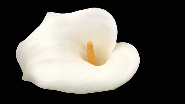 알로카시아 키우기 물주기 햇빛온도 관리 잎 크게 키우는 법_8