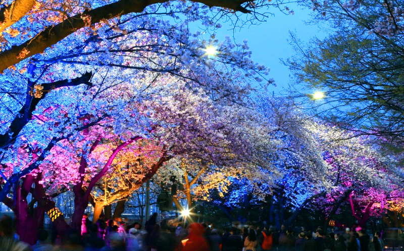 여의도 벚꽃축제