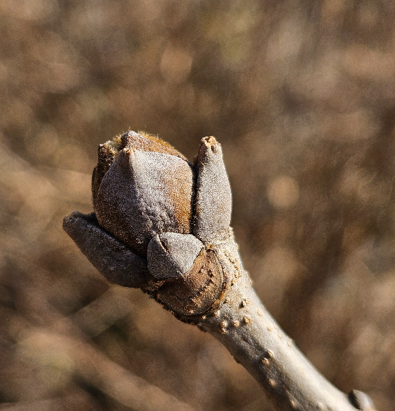 물푸레나무 겨울눈