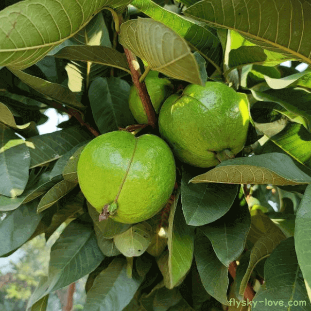 비염에 효과적인 구아바잎
