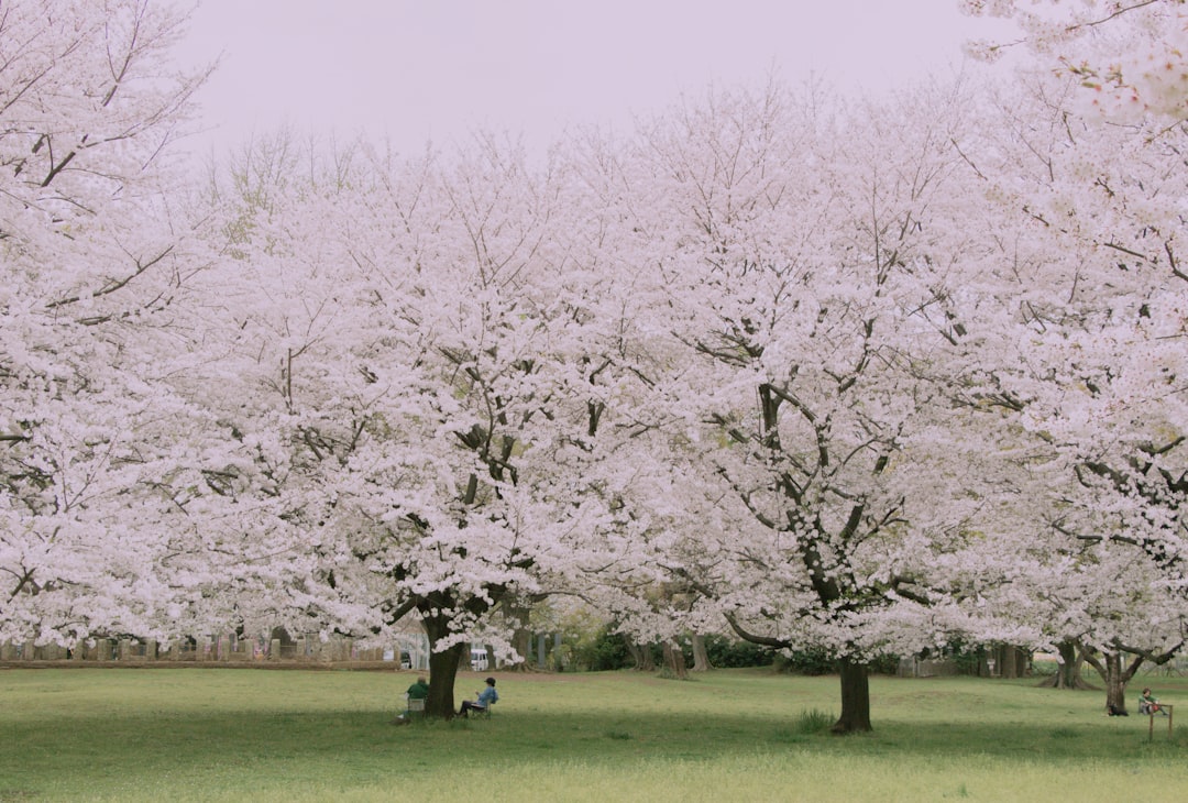 Cherry blossom.