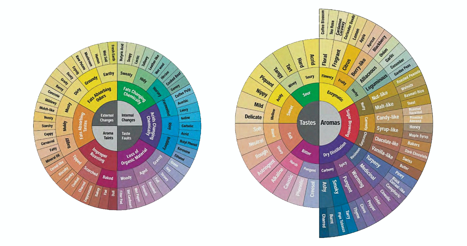 최초의 Coffee Taster's Flavor Wheel