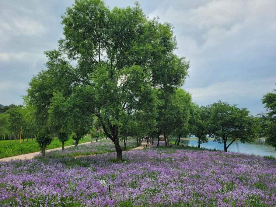 Colorful Garden 자라섬 꽃 페스타 완전 정복 가이드!!