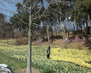 서산 유기방 가옥 수선화 축제_19