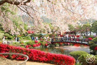 베어트리파크 철쭉제