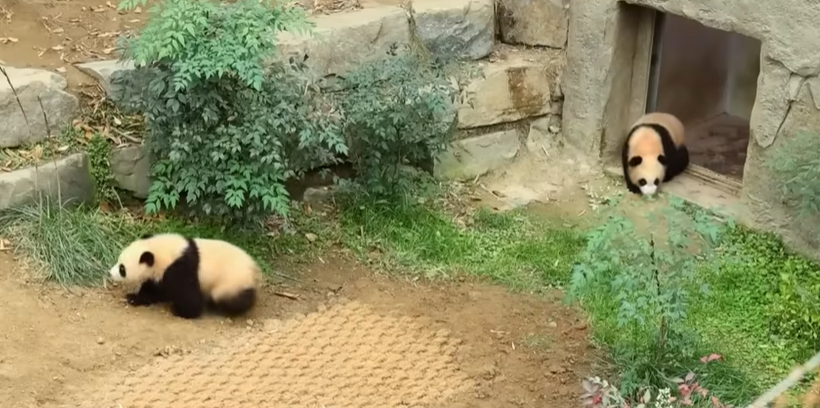 루이바오-후이바오-사진