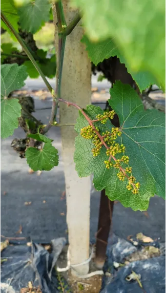 머루 재배 덩굴 유인 전정 관리 당도 올리기_5